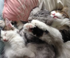 ネコ写真