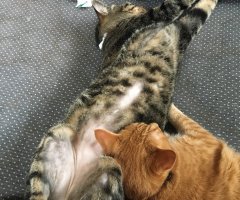 ネコ写真