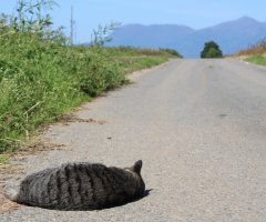 ネコ写真