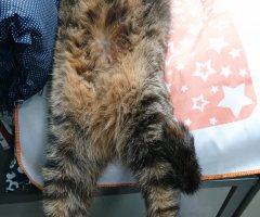 ネコ写真