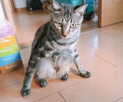 ネコ写真