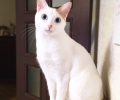 ネコ写真