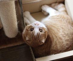 ネコ写真