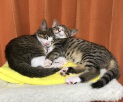 ネコ写真