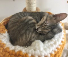 ネコ写真