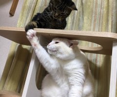 ネコ写真