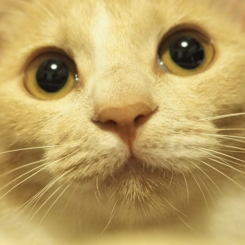 うるにゃん かわいい猫写真 猫画像の投稿サイト ネコジルシ