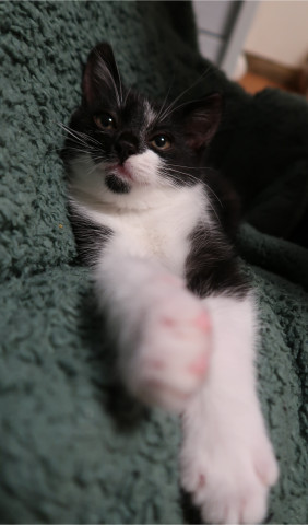 ニヤリ かわいい猫写真 猫画像の投稿サイト ネコジルシ