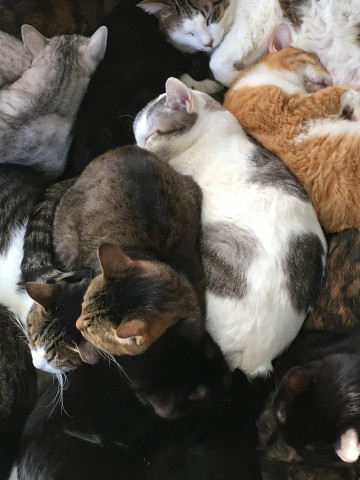 画面いっぱいに猫 かわいい猫写真 猫画像の投稿サイト ネコジルシ