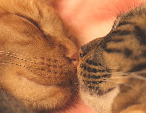      -        u0026          -      