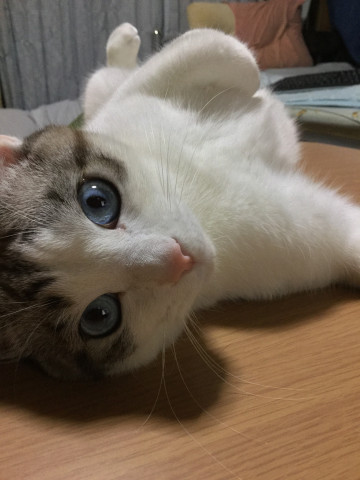 デスクトップでゴロにゃん かわいい猫写真 猫画像の投稿サイト ネコジルシ