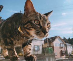 ネコ写真