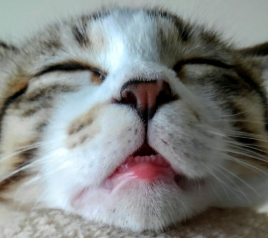 歯だ かわいい猫写真 猫画像の投稿サイト ネコジルシ