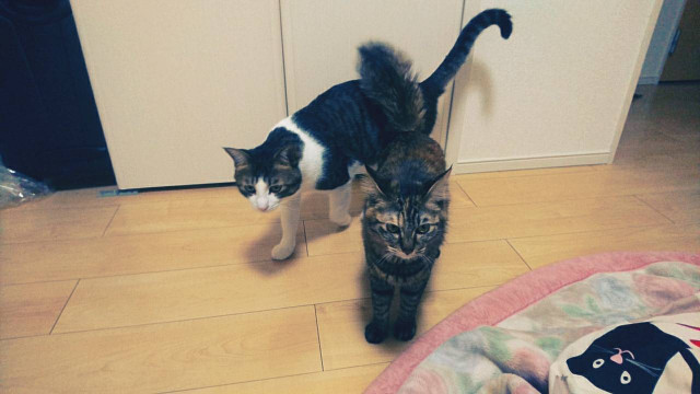 起きろ、餌の時間だ」 - かわいい猫写真u0026猫画像の投稿サイト - ネコジルシ