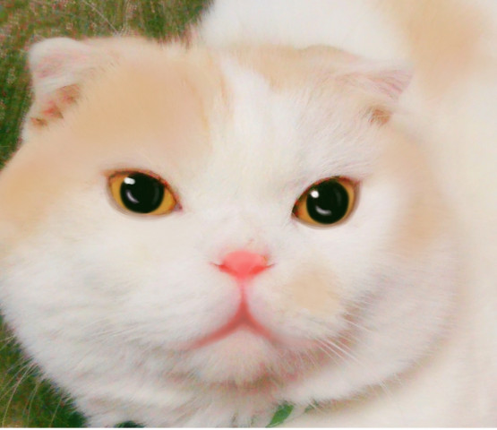 おもち かわいい猫写真 猫画像の投稿サイト ネコジルシ