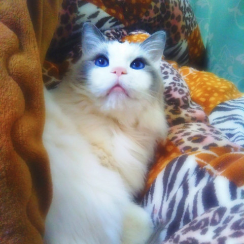 ラグドール かわいい猫写真 猫画像の投稿サイト ネコジルシ
