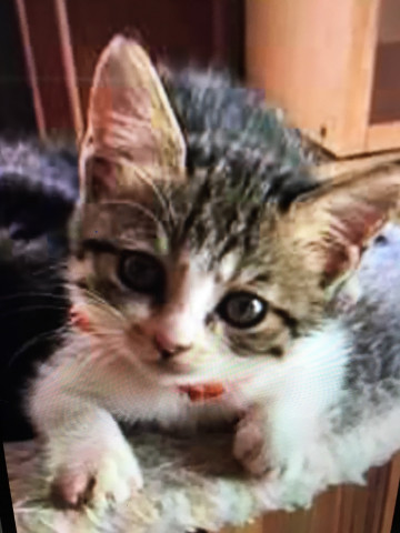 マリが子猫の時の写メ 懐かしいなぁ かわいい猫写真 猫画像の投稿サイト ネコジルシ