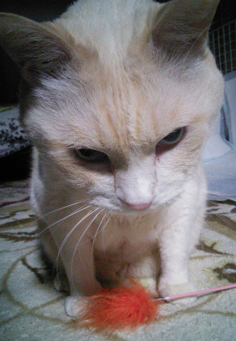 目つき悪いよ かわいい猫写真 猫画像の投稿サイト ネコジルシ
