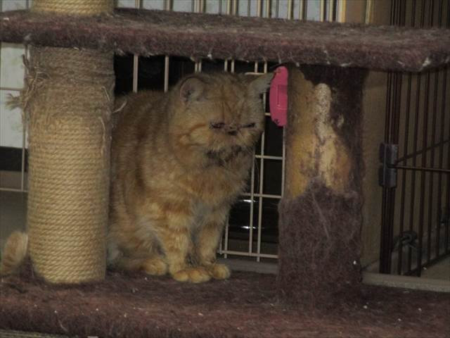 ネコ仙人は かわいい猫写真 猫画像の投稿サイト ネコジルシ