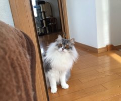 サイベリアン ネコ写 かわいい猫写真 猫画像の投稿サイト ネコジルシ