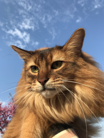 風のライオン かわいい猫写真 猫画像の投稿サイト ネコジルシ