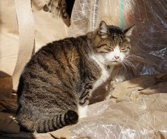 新着ネコ写 かわいい猫写真 猫画像の投稿サイト ネコジルシ