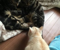 新着ネコ写 かわいい猫写真 猫画像の投稿サイト ネコジルシ