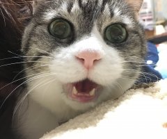 新着ネコ写 かわいい猫写真 猫画像の投稿サイト ネコジルシ