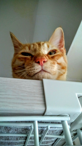 進撃の巨人 かわいい猫写真 猫画像の投稿サイト ネコジルシ
