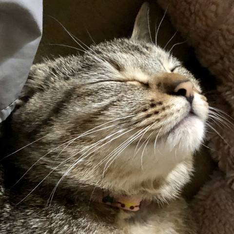 寝顔に癒される かわいい猫写真 猫画像の投稿サイト ネコジルシ