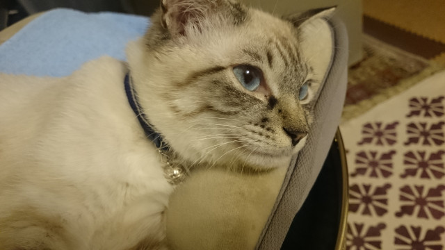 凛々しい かわいい猫写真 猫画像の投稿サイト ネコジルシ