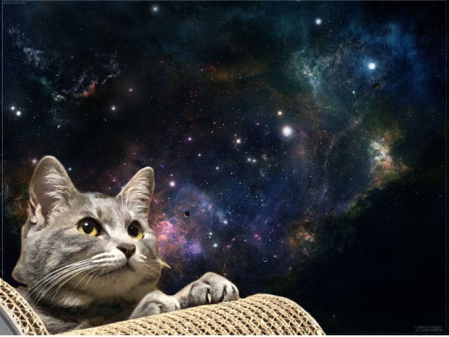 宇宙 かわいい猫写真 猫画像の投稿サイト ネコジルシ