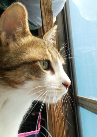 凛々しい横顔 かわいい猫写真 猫画像の投稿サイト ネコジルシ