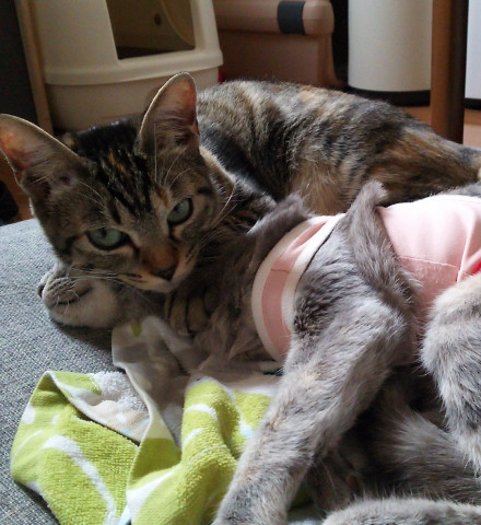 うるちゃんはさらちゃんの枕だニャン かわいい猫写真 猫画像の投稿サイト ネコジルシ