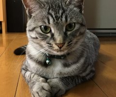 ネコ写真