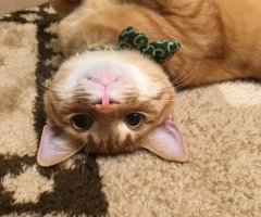 猫写真