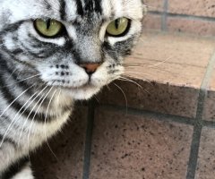 猫写真