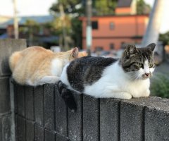 猫写真