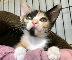 猫写真