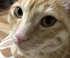 ネコ写真