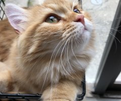 猫写真