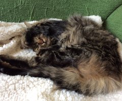 猫写真
