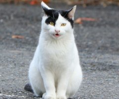 ネコ写真