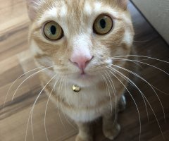 ネコ写真