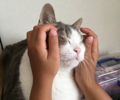猫写真