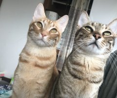 猫写真