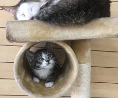 猫写真