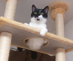 猫写真
