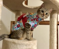 猫写真