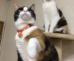 ネコ写真